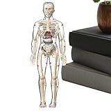 Modell des menschlichen Körpers für wissenschaftliches Modell des...