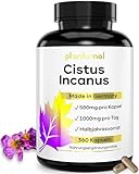 360x Cistus Incanus Kapseln - 1000mg reines Zistrosenkraut pro Tagesdosis...