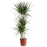 Gerandeter Drachenbaum 3-Stamm - pflegeleichte Zimmerpflanze, Dracaena...