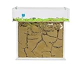 AntHouse - Natürliche Ameisenfarm aus Sand | T Acryl Set Big 25x20x1,5 cm...