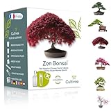 Bonsai Starter Kit – Set Bonsai Anzuchtset 6 verschiedene Bonsaï-Samen...
