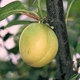 Ontariopflaume Eierpflaume Pflaumenbaum 110-140 cm 10 Liter Unterlage St....