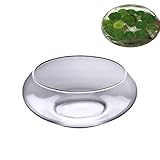Glas Lotusblumenschale für Hydrokultur & Lotusblume Samen– 9,8 Zoll...