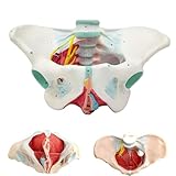 Weiblicher Beckenboden Modell, Anatomie Modell Beckenboden, Lebensgroßes...