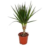 Exotenherz - Drachenbaum - Dracaena marginata - 1 Pflanze - pflegeleichte...