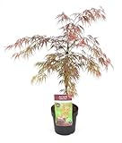 Japanischer Ahorn - Acer 'Garnet'