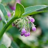 beinwell heilkräuter nachhaltige geschenke beinwell exotische heilkräuter...