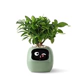 PLANTSIO Ivy Intelligenter Blumentopf für Heimdekoration, Pflanzen,...