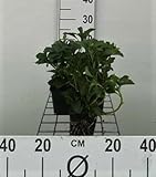12 x Pachysandra terminalis - Boden-Ackerschachtelhalm - Topf 9 cm x 9 cm