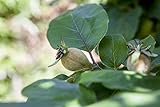 Cydonia 'Konstantinop.Apfelquitte' 150-200 cm - Apfelquitte, gelbe...