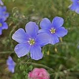 Lein blau - winterharte für garten Flachs, Linum perenne, exotische...