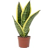 Bogenhanf - pflegeleichte Zimmerpflanze, Sansevieria trifasciata Superba -...