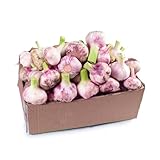 60 pcs pflanzknoblauch winterhart samen - gemüsebeet ausgefallene...