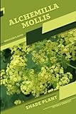Alchemilla mollis: Shade plant Beginner's Guide