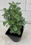 Weinraute Jackman's Blue - Ruta graveolens cv. Jackmans Blue
