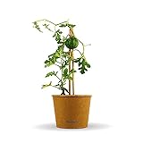 Bloomify® Mini Wassermelonen Pflanze 'Werner' | 20-30 cm große...