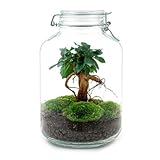 Flaschengarten 'Mason Jar' - DIY-Pflanzenterrarium - 28 cm hoch - mit Ficus...