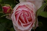 Kletterrose Billet Doux ® - Rosa Billet Doux ® - Delbard-Rose