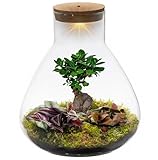 vdvelde.com - Bonsai terrarium - - Pflegefreies Pflanzen terrarium - Ø 30...