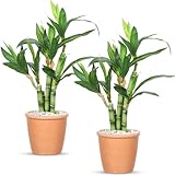 FineCheer Künstliche Bambuspflanze, 40,6 x 10,2 cm, Topfpflanze,...