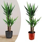 Happy Plants Yucca Palme groß I 80 cm x ⌀17 cm, Palmen Pflanzen...