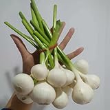 knoblauch samen bio pflanzknoblauch kräuter, gemüsesamen winterhart...
