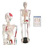 Mini Skelett 85cm mit Muskelfärbung, Kleines Skelett Anatomie Modell,...
