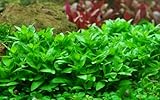 AquaOne Aquarium Pflanze Staurogyne repens I Wasserpflanze Aquariumpflanze...