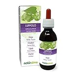 Hopfen (Humulus lupulus) Strobili oder Zapfen (weibliche Blüten)...