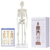 Menschliches Skelett Modell für Anatomie, 45 cm großes kleines...