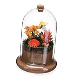 ifundom Kleines Terrarium mit Glaskuppel Dekoratives Pflanzgefäß für...