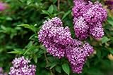 100 Samen Wilder Flieder (Syringa vulgaris), Zierbaum mit duftenden...