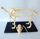 Anatomisches Modell Hund Skelettmuster Modell Anatomie Bildung Modell Von...