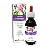 Weidenröschen (Epilobium parviflorum) Kraut Alkoholfreier Urtinktur...