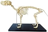 Hundeskelett Modell, Modell Tieranatomie Lehre