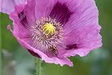 Echter Schlafmohn Samen, 1500 Samen, lila Mohnblumen Saatgut lat. Papaver...