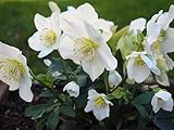 3 x Helleborus niger 'Advent Star' (Winterhart/Stauden) Christrose