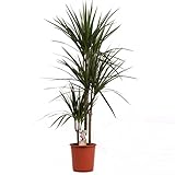 Dracaena Marginata 120-140 cm – Zimmerpflanze mit 3 Stämmen,...