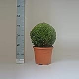 Buchsbaum Kugel Ø 35 cm – Echter Buxus sempervirens, immergrün &...
