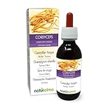 Cordyceps oder Chinesische Raupenpilz (Cordyceps sinensis oder...