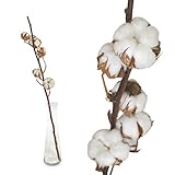 Echte Baumwolle - 1 Zweig 55 bis 60cm - 5 bis 7 Blüten pro Baumwollzweig -...