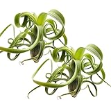 Tillandsia 'Curly Slim' | Luftpflanze | Zimmerpflanze | Bromelie | 10 cm...