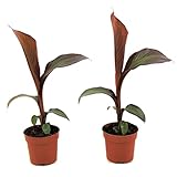 Plant in a Box - Ensete ventricosum Maurelli - 2er Set - Rote Bananen...