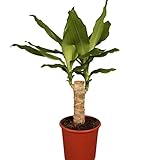 Dominik Blumen und Pflanzen, Drachenbaum, Dracena Fragans, 11 - 12 cm Topf...