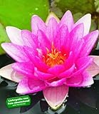 BALDUR Garten Seerose (Nymphaea) 'Pink', 1 St. Wasserpflanze Teichpflanze