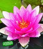 BALDUR Garten Seerose (Nymphaea) 'Pink', 1 St. Wasserpflanze Teichpflanze