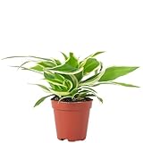 Grünlilie 'Ocean' Smit Bambino - pflegeleichte Zimmerpflanze, Chlorophytum...