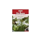 Dürr-Samen - Bärlauch/Waldknoblauch Saatgut