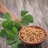 bockshornklee gartenkräuter büropflanzen bockshornkleesamen bio...