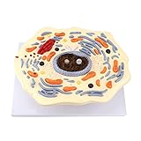 Tierisches dünnes Brustmodell – Tierzellstrukturmodell – mikroskopisch...